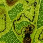 Stigmella assimilella - Ratelpopuliermineermot