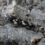 Elachista apicipunctella - Zilverpuntgrasmineermot
