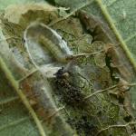 Phyllonorycter nicellii - Hazelaarvouwmot