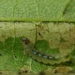 Phyllonorycter nicellii - Hazelaarvouwmot