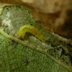 Phyllonorycter ulmifoliella - Berkenvouwmot