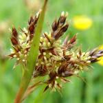 Coleophora otidipennella - Vroege veldbieskokermot