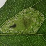 Phyllonorycter comparella - Abeelvouwmot