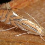 Phyllonorycter platani - Plataanvouwmot