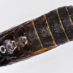 Bucculatrix bechsteinella - Meidoornooglapmot