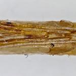 Caloptilia roscipennella - Walnootsteltmot