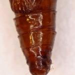 Exoteleia dodecella - Dennenlotmot