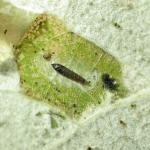 Phyllonorycter comparella - Abeelvouwmot