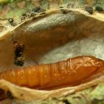 Phyllonorycter froelichiella - Oranje elzenvouwmot