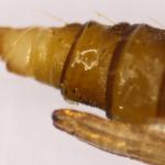 Phyllonorycter rajella - Gewone elzenvouwmot