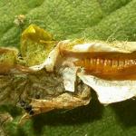 Phyllonorycter sorbi - Lijsterbesvouwmot