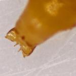 Phyllonorycter stettinensis - Elzenblaasmijnmot