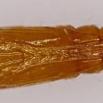 Phyllonorycter ulmifoliella - Berkenvouwmot