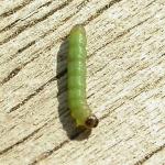 Argyresthia thuiella - Thujamineermot
