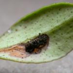 Rhopobota ustomaculana - Prachtbosbesbladroller