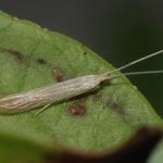 Coleophora tamesis - Zompruskokermot