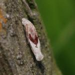 Coleophora tamesis - Zompruskokermot