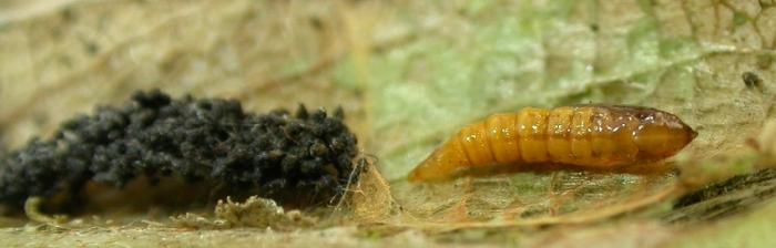 Phyllonorycter salicicolella (Sircom, 1848) | Werkgroep Bladmineerders