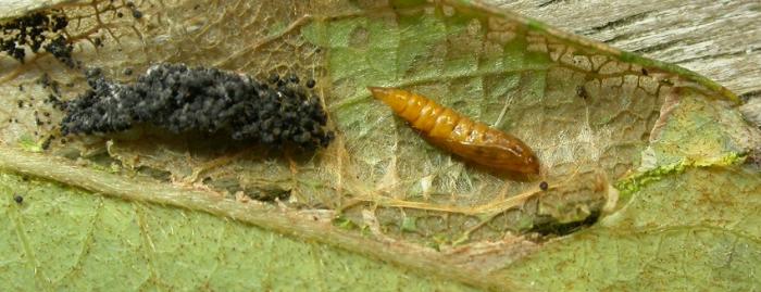 Phyllonorycter salicicolella (Sircom, 1848) | Werkgroep Bladmineerders