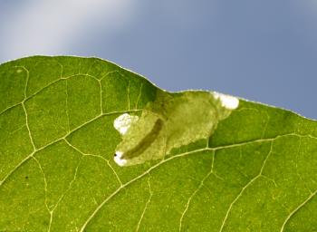 Acrolepia autumnitella - Neerpelt ~ Het Hageven (Limburg) - 05-09-2020 ©Steve Wullaert