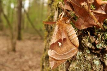 Aglia tau (tauvlinder) - Beauraing ~ Grand Quarti (Namen) 01-05-2021 ©Wouter Mertens