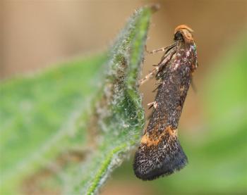 Apodia bifractella - Moeskroen ~ Argilière du Sterreberg - 1000-soortendag (Henegouwen) 28-07-2018 ©Stéphane Claerebout Apodia bifractella - Moeskroen ~ Argilière du Sterreberg - 1000-soortendag (Henegouwen) 28-07-2018 ©Stéphane Claerebout