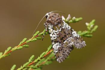Crypsedra gemmea - Rocherath ~ Vallée de la Holzwarche (Luik) 10-08-2019 ©Wim Declercq 