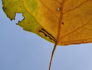 Ectoedemia hannoverella - Neerpelt ~ Het Hageven (Limburg) 13-10-2018 ©Steve Wullaert