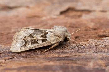 Episema glaucina - Furfooz ~ Parc naturelle de Furfooz (Namen) 09-10-2021 ©Damien Gailly