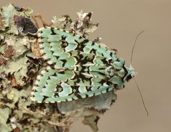 Griposia aprilina - Marche-en-Famenne ~ Propriété privé (Namen) - 20-09-2020 ©Steve Wullaert 