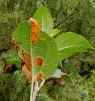 Lyonetia prunifoliella - Sleedoornhangmatmot