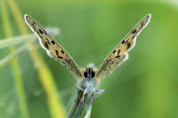 Lycaena tityrus - Beauraing ~ Grand Quarti (Namen) 15-09-2018 ©Damien Gailly