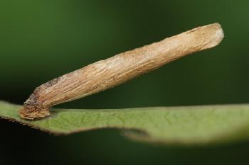 Coleophora inulae - Alantkokermot