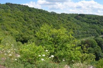 Sfeer - Furfooz ~ Parc naturelle de Furfooz (Namen) - 27-06-2020 ©Steve Wullaert 