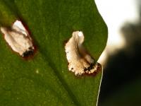 Calybites phasianipennella - Viervleksteltmot