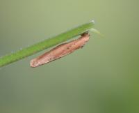 Coleophora lithargyrinella - Bruine muurkokermot