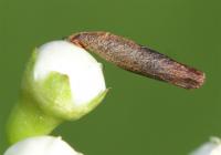 Coleophora spinella - Geelkopprunuskokermot