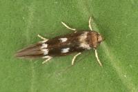 Elachista quadripunctella - Viervlekmineermot