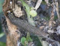 Scythris picaepennis - Goudspikkelige dikkopmot