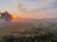 Sfeer - Kalmthout ~ Kalmthoutse Heide (Antwerpen) 10-07-2021 ©Steve Wullaert 