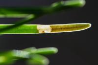 Archips oporana - Fraaie dennenbladroller