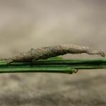 Coleophora calycotomella - Bezembremkokermot