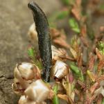 Coleophora pyrrhulipennella - Gestreepte heidekokermot