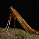 Caloptilia elongella - Bruine elzensteltmot