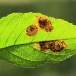 Leucoptera malifoliella - Appelsneeuwmot