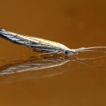 Coleophora lixella - Gouden sikkelkokermot