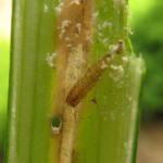 Acrolepiopsis assectella - Preimot