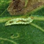 Ectoedemia albifasciella - Gewone eikenblaasmijnmot 
