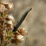 Coleophora pyrrhulipennella - Gestreepte heidekokermot