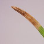 Epinotia nanana - Kleine oogbladroller